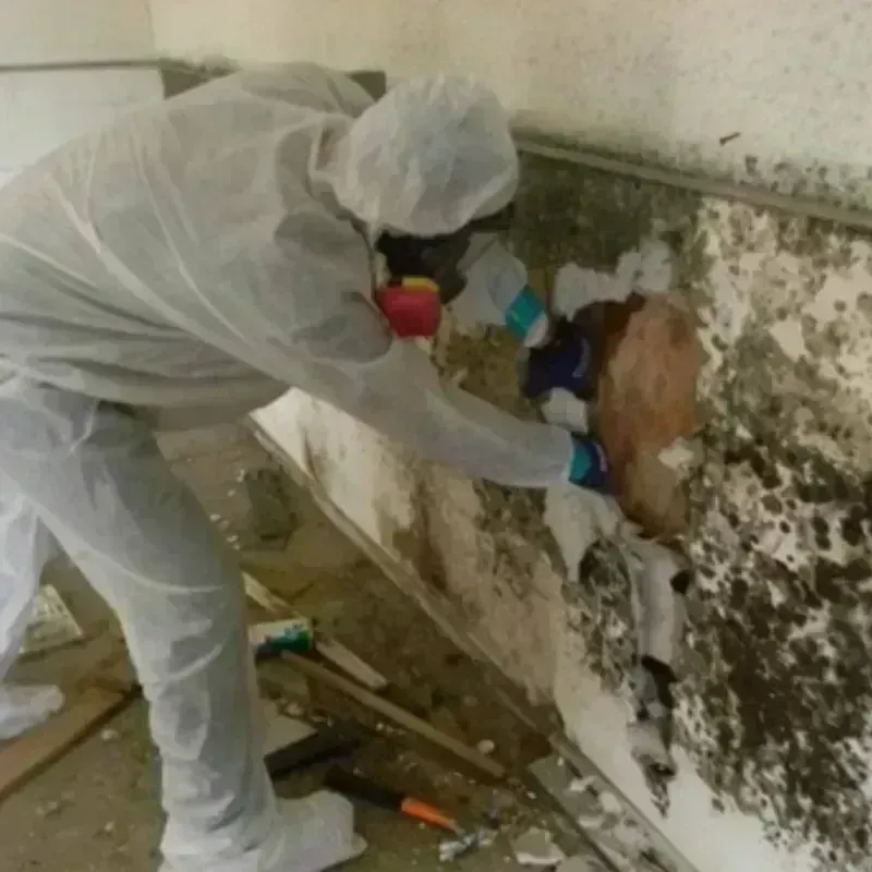 Mold Remediation and Removal in Osburn, ID